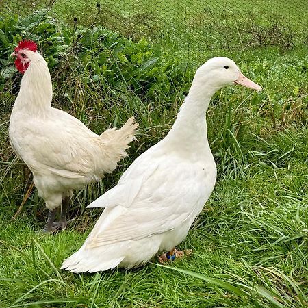Ferme Gite Le Coeur Des Petits Chenes Saint-Pierre-de-Cole Bagian luar foto