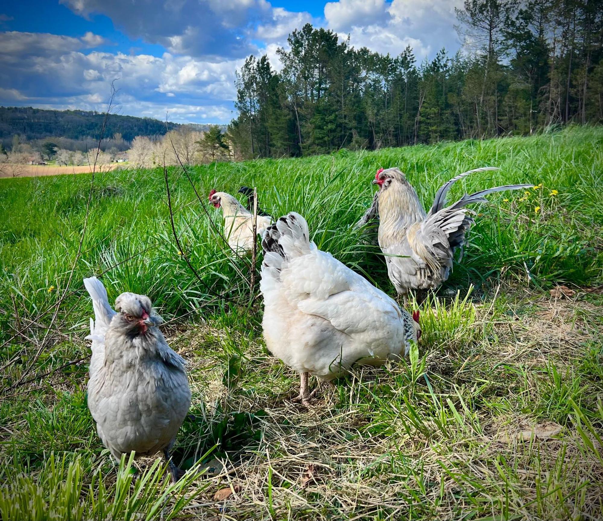 Ferme Gite Le Coeur Des Petits Chenes Saint-Pierre-de-Cole Bagian luar foto