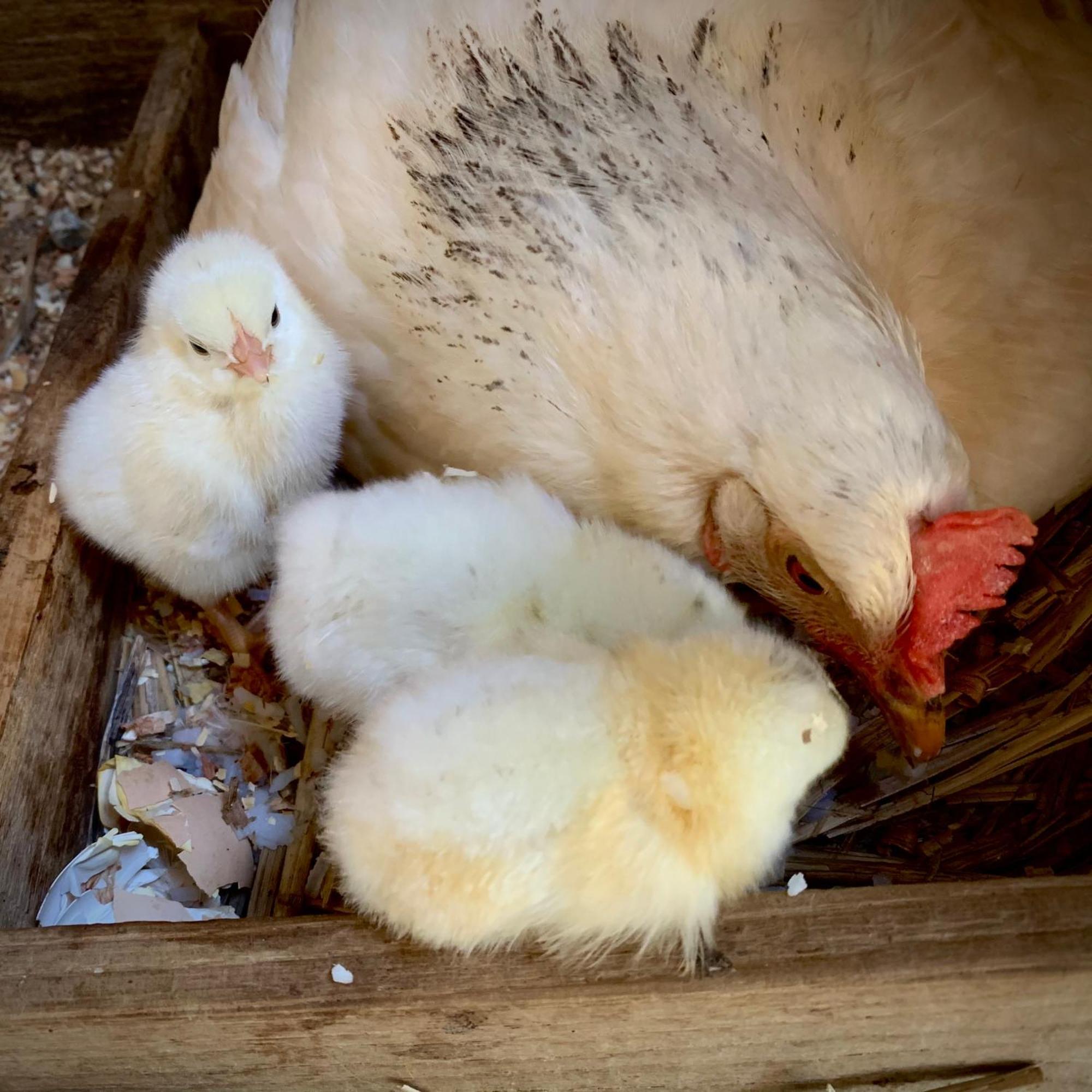 Ferme Gite Le Coeur Des Petits Chenes Saint-Pierre-de-Cole Bagian luar foto