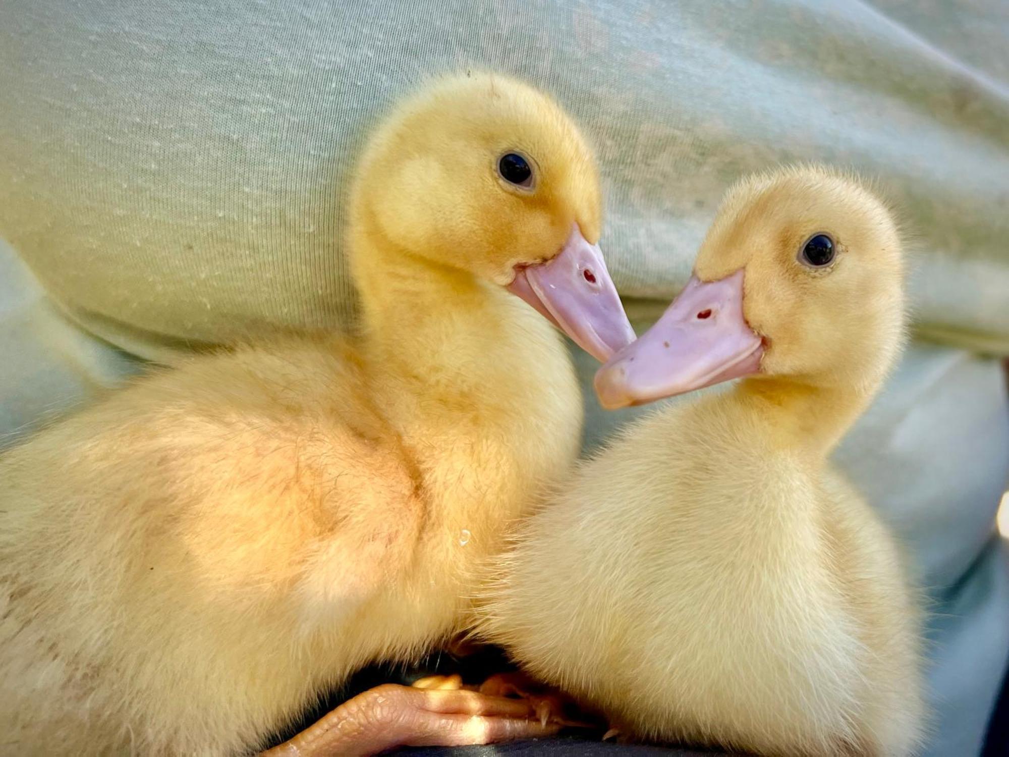Ferme Gite Le Coeur Des Petits Chenes Saint-Pierre-de-Cole Bagian luar foto