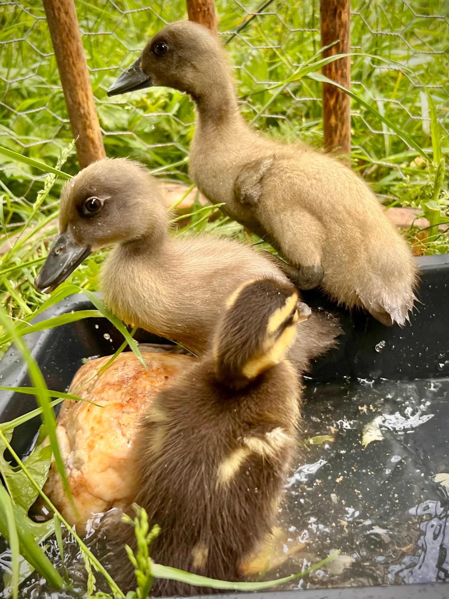 Ferme Gite Le Coeur Des Petits Chenes Saint-Pierre-de-Cole Bagian luar foto