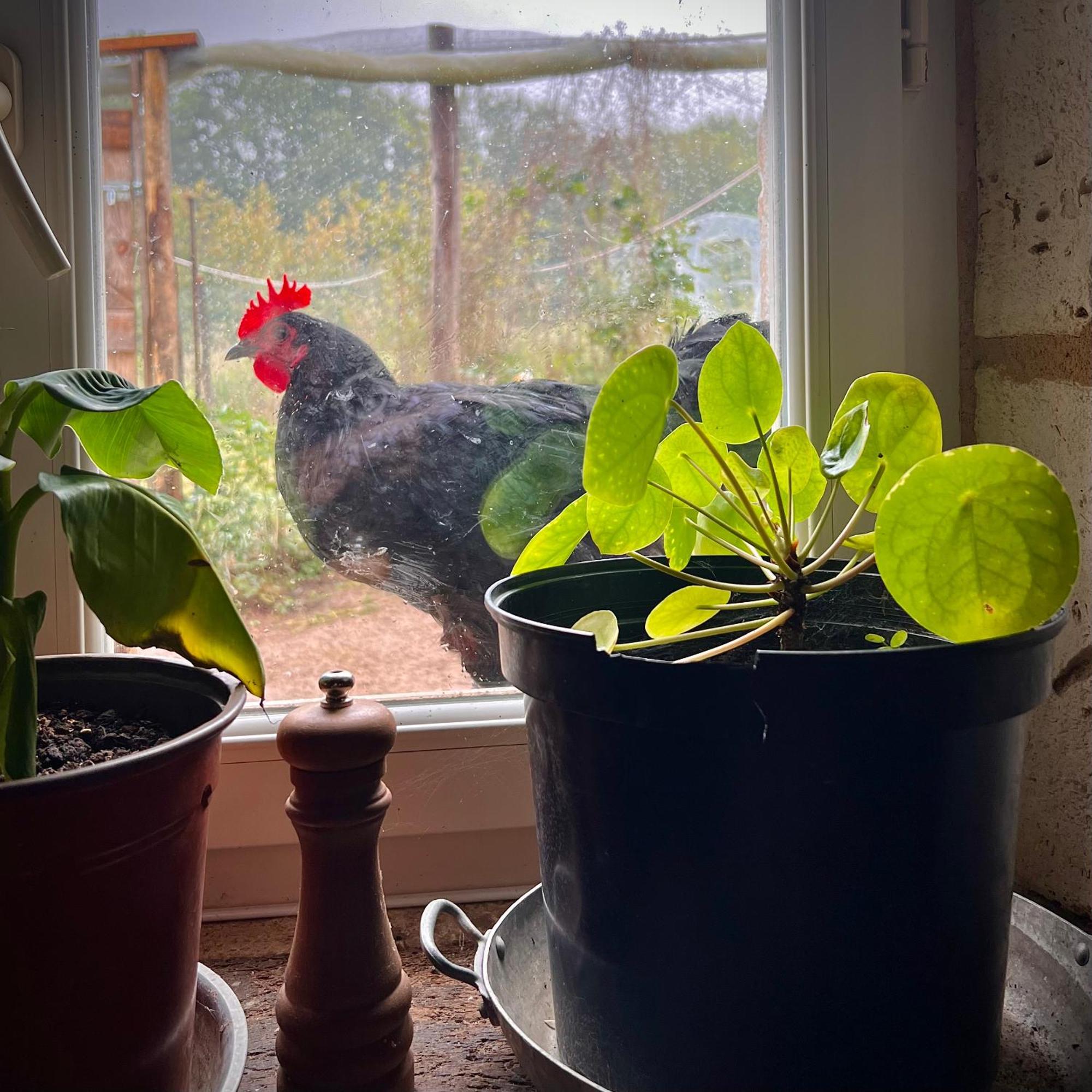 Ferme Gite Le Coeur Des Petits Chenes Saint-Pierre-de-Cole Bagian luar foto