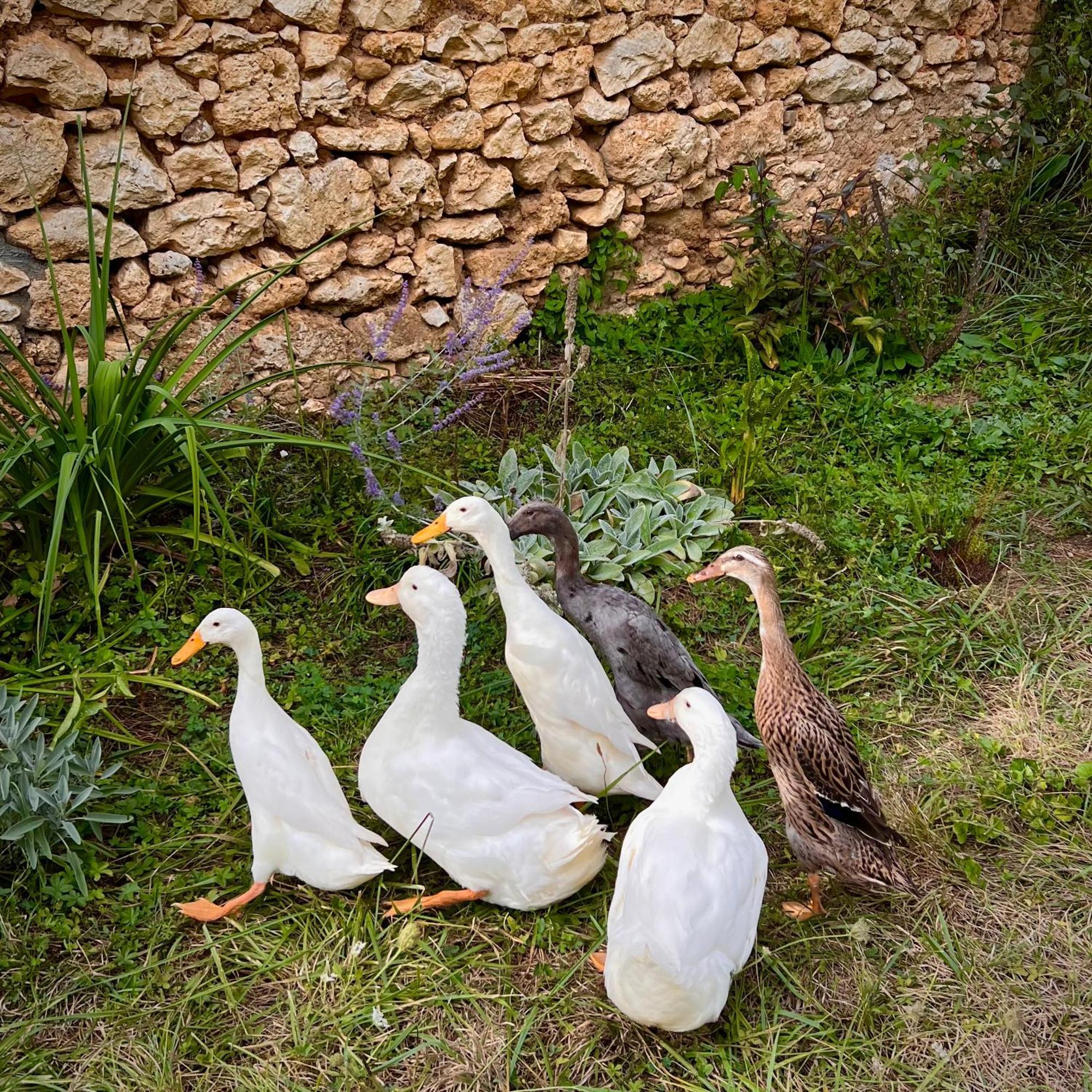 Ferme Gite Le Coeur Des Petits Chenes Saint-Pierre-de-Cole Bagian luar foto