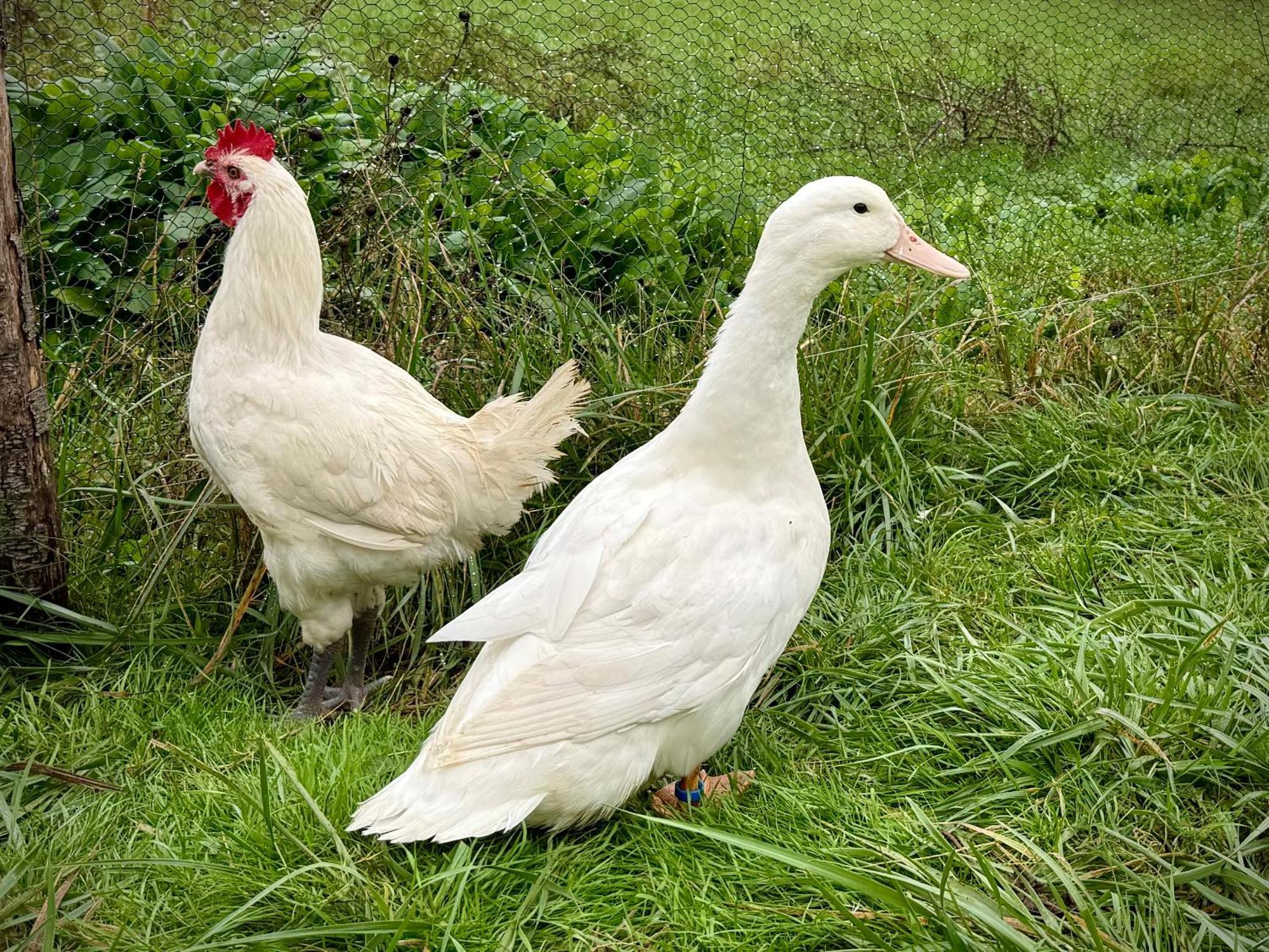 Ferme Gite Le Coeur Des Petits Chenes Saint-Pierre-de-Cole Bagian luar foto